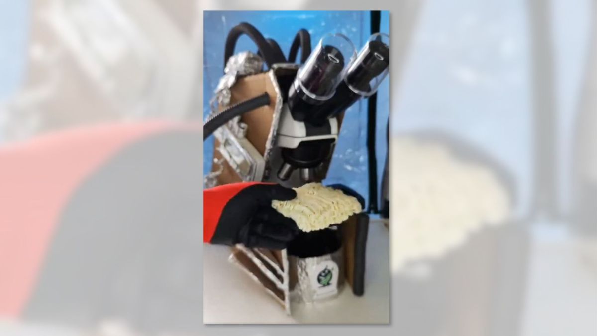 real-video-of-tiny-bugs-crawling-on-instant-ramen?
