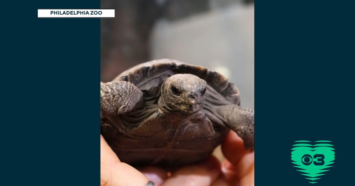 Galapagos tortoises at Philly zoo become first-time parents at nearly 100