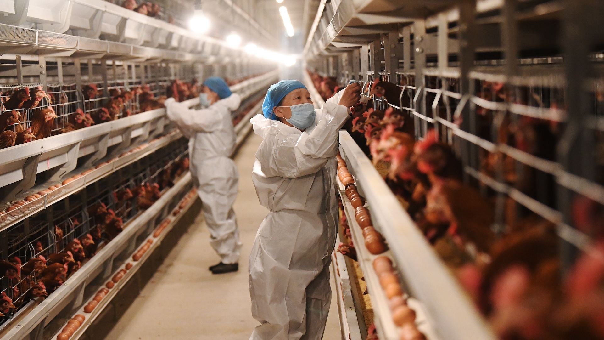 Bird flu could soon evolve to spread between humans. Here’s how to slow its progress.