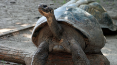 Zoo’s tortoises become first-time parents… aged about 100