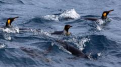 US defends tariffs on remote island of penguins and seals