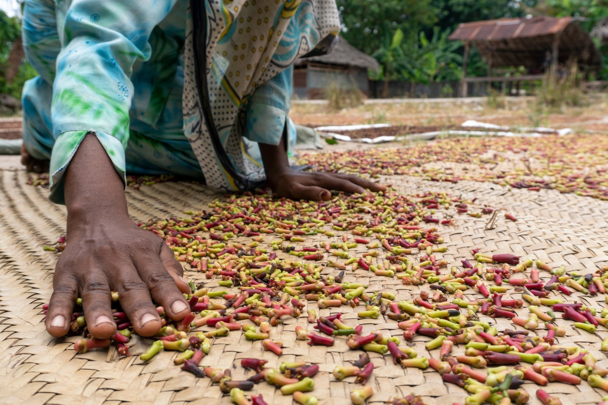 Two-week diet swap reveals stark difference: Western vs. African heritage diets on immunity