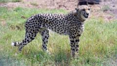 Inquiry after Indian man filmed giving water to cheetahs