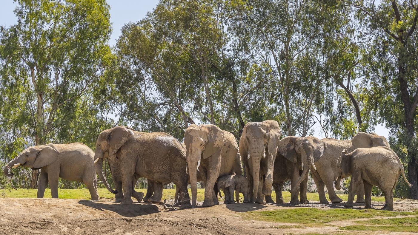 When an earthquake struck San Diego, these elephants formed an ‘alert circle’