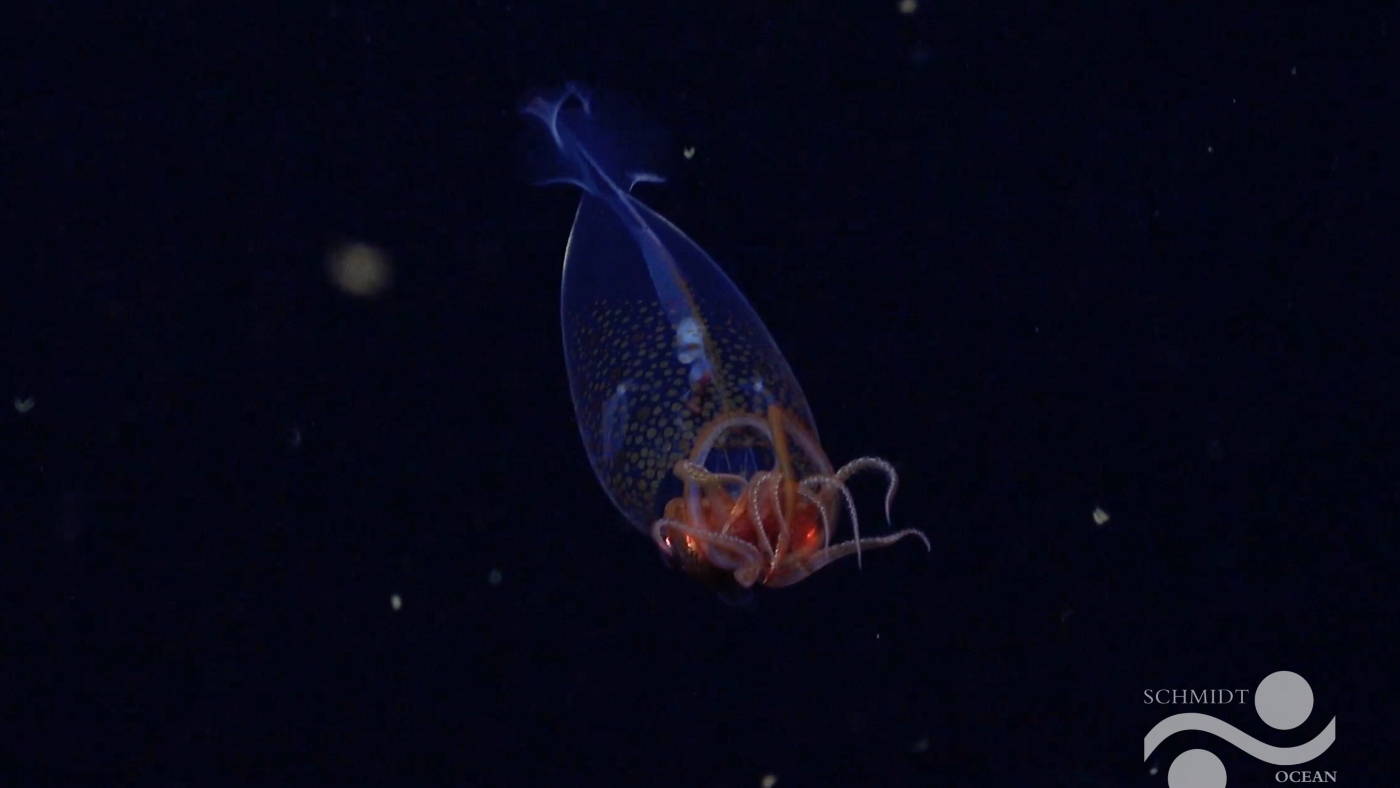 A colossal squid is filmed in its natural habitat for the first time
