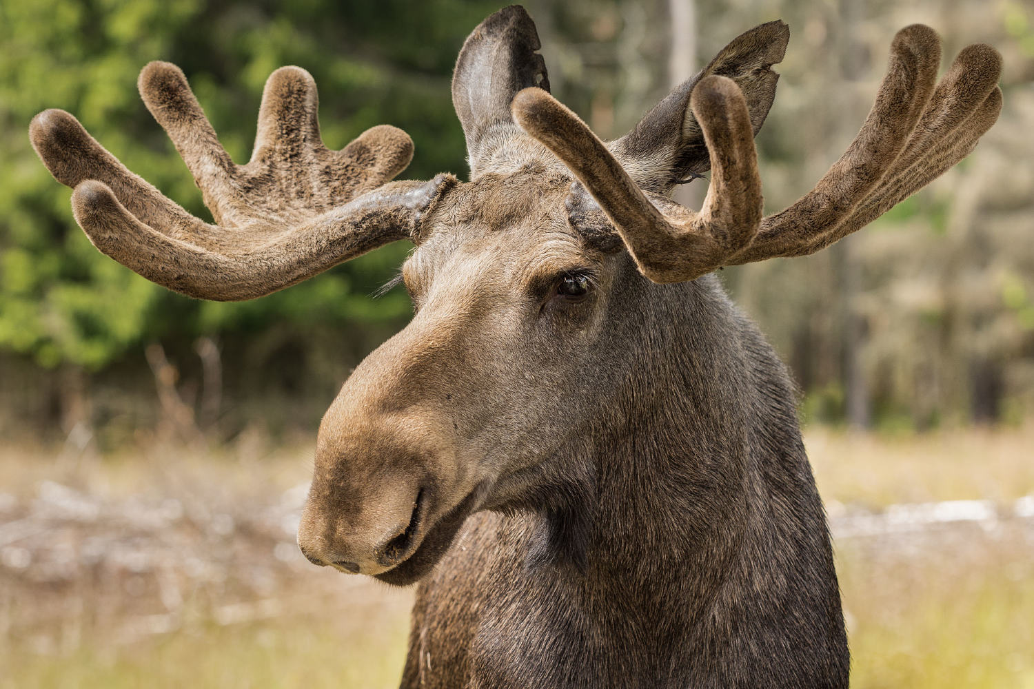 Sweden’s hottest show is a weekslong moose migration marathon