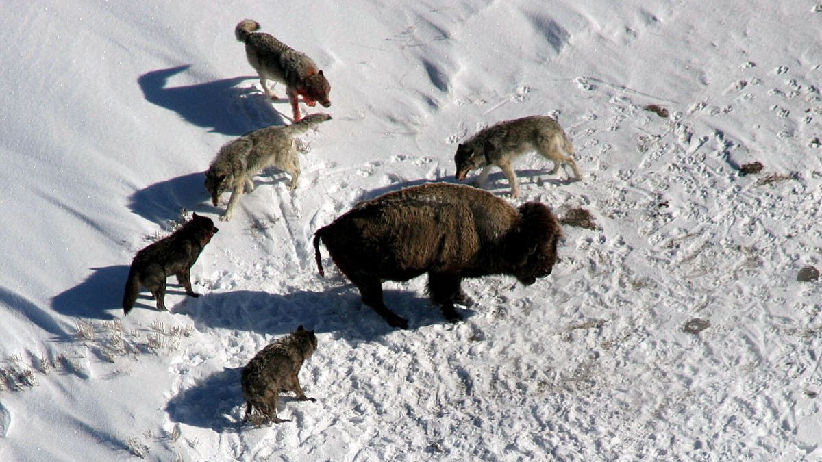 Yellowstone wolf pack filmed hunting bison after death of one-eyed alpha ‘queen’