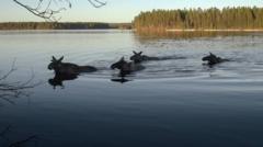 Millions watch as Swedish elk begin annual migration