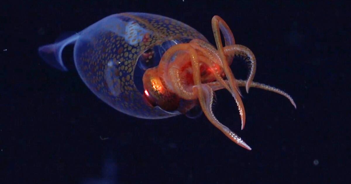 Live colossal squid, super-heavyweight of the deep sea, caught on video for the first time