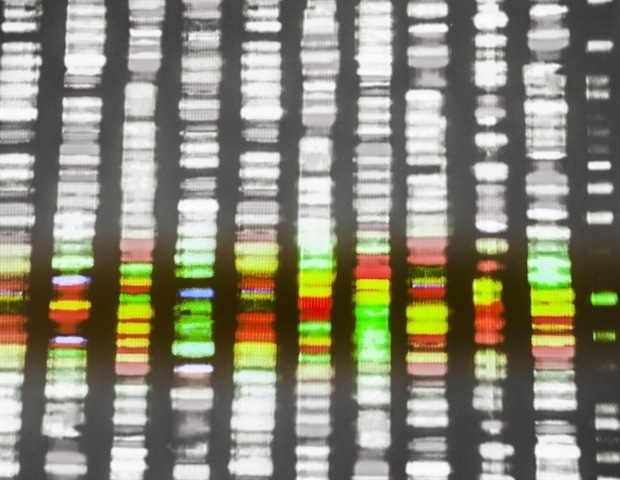 Chromosomal rearrangements drive color evolution in stick insects