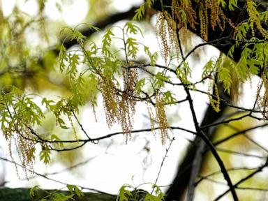Spring allergies are back. Here’s how to check pollen levels and keep from sneezing