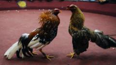 Arrests after 12 shot dead at Ecuador cockfight