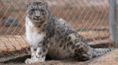 Could AI text alerts help save snow leopards from extinction?