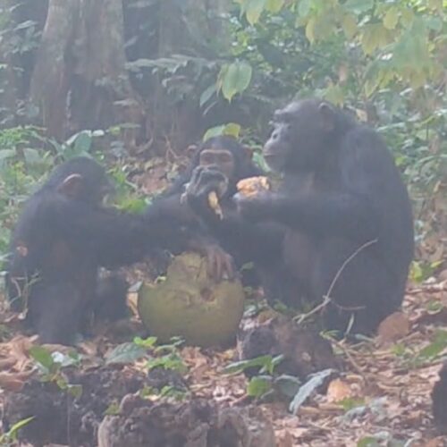 Are these chimps having a fruity booze-up in the wild?