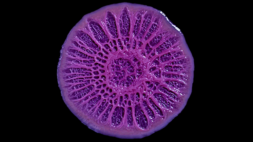 How a Biofilm’s Strange Shape Emerges From Cellular Geometry