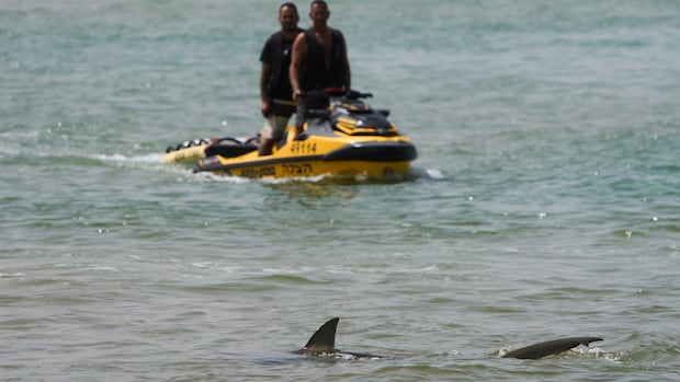 Suspected Israel shark attack highlights risk of entering waters when marine animals present