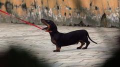 Where not walking your dog can land you in the doghouse
