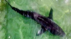 Remains found after rare shark attack on swimmer in Israel