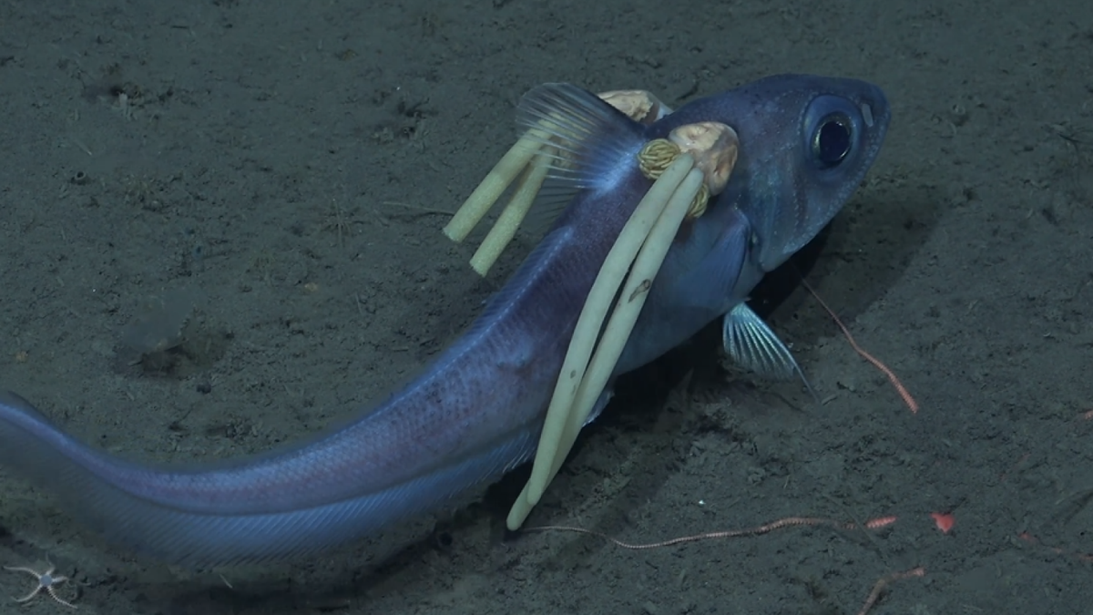 Scientists capture footage of bizarre deep-sea creature with parasite pig tails