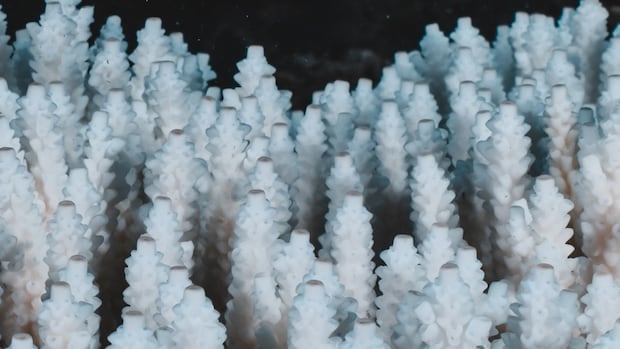 Most of world’s colourful corals go white in record-breaking bleaching