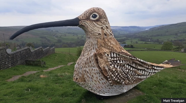 walking-53-miles-dressed-as-a-curlew