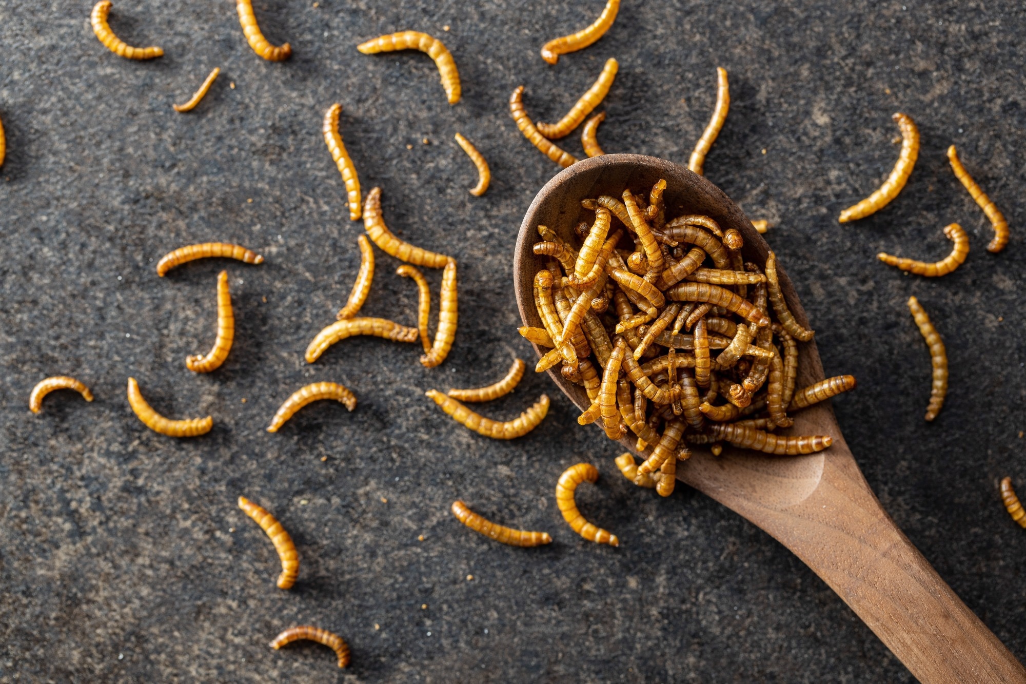 Do edible insects deliver on protein and sustainability? New study gives answers