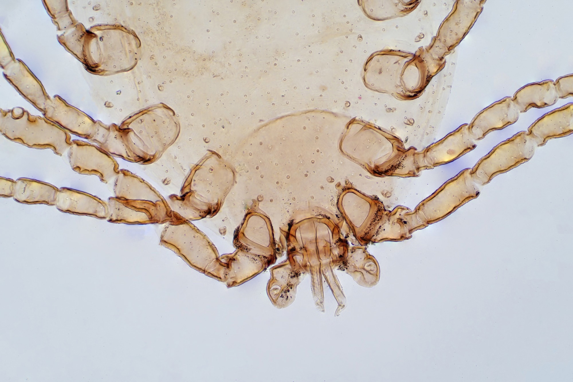 What links dust mites, shellfish, and insect food allergies?