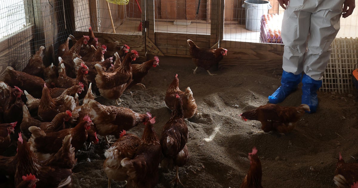 California offering $25 gift cards to encourage bird flu testing
