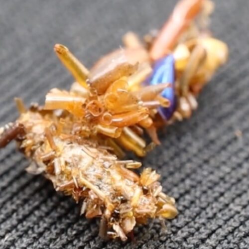 Bone collector caterpillar adorns itself in insect body parts