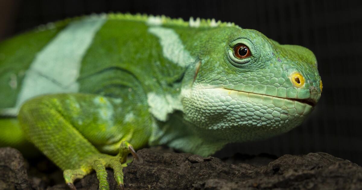 Rare Fijian iguanas, rescued from wildlife traffickers in Spain, arrive at San Diego Zoo