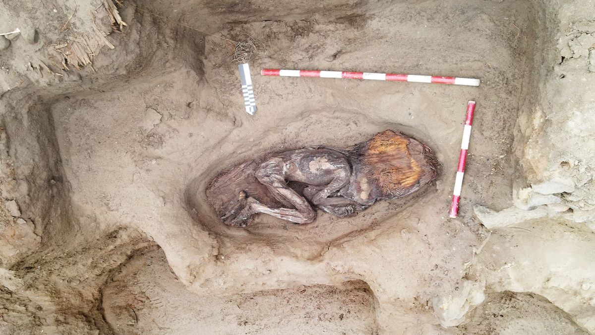 5,000-year-old burial of elite woman with inlaid toucan’s beak found in Peru