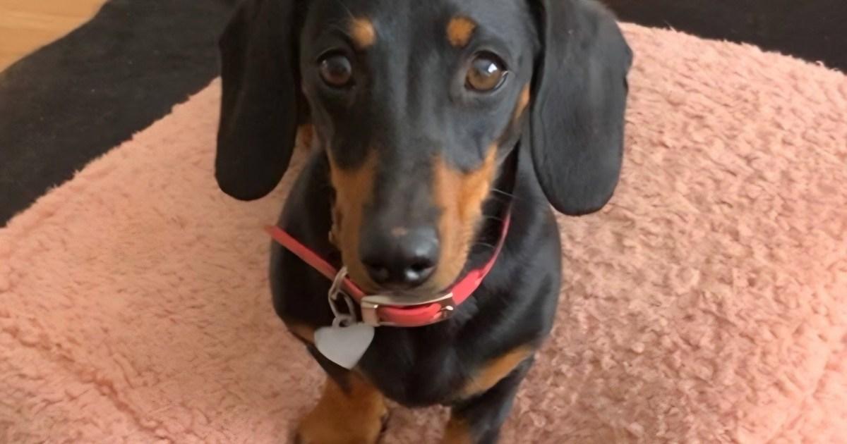 valerie-the-sausage-dog-‘fit-and-well’-after-529-days-alone-in-australian-bush