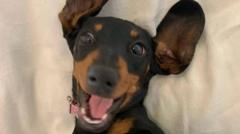 Dog found using owner’s t-shirt after 529 days in Australian wilderness