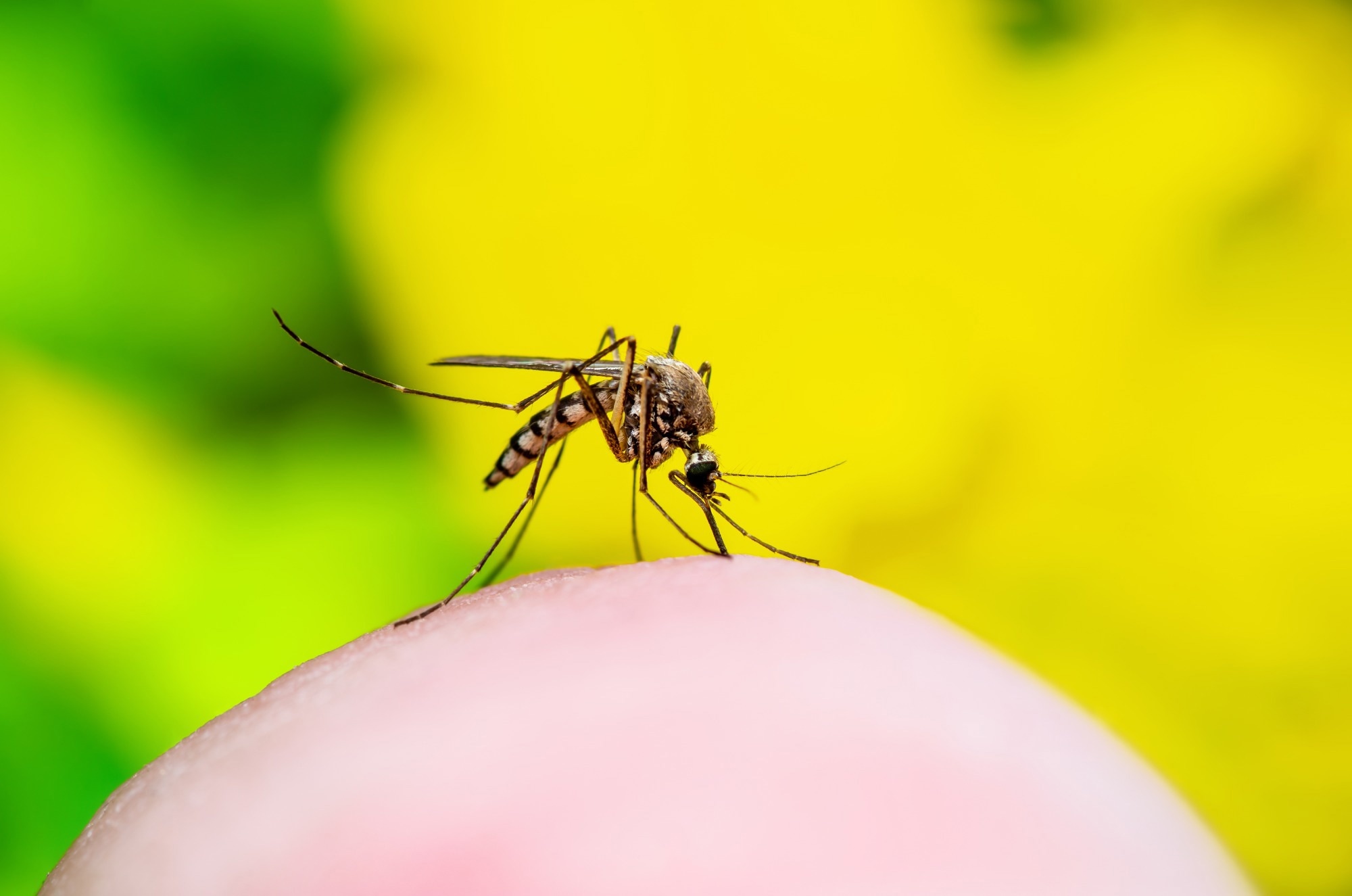 Scientists say global conditions are ripe for a yellow fever pandemic