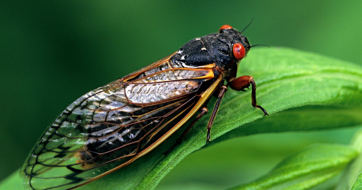 A massive brood of cicadas will soon emerge. Here’s what to know.