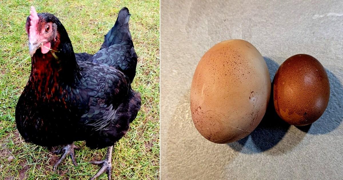 chicken-lays-anus-clenchingly-massive-egg