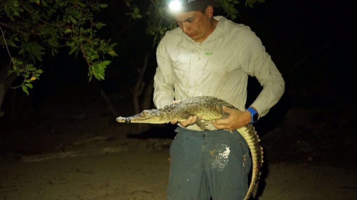 Scientists discover 2 new species of crocodile hiding in plain sight