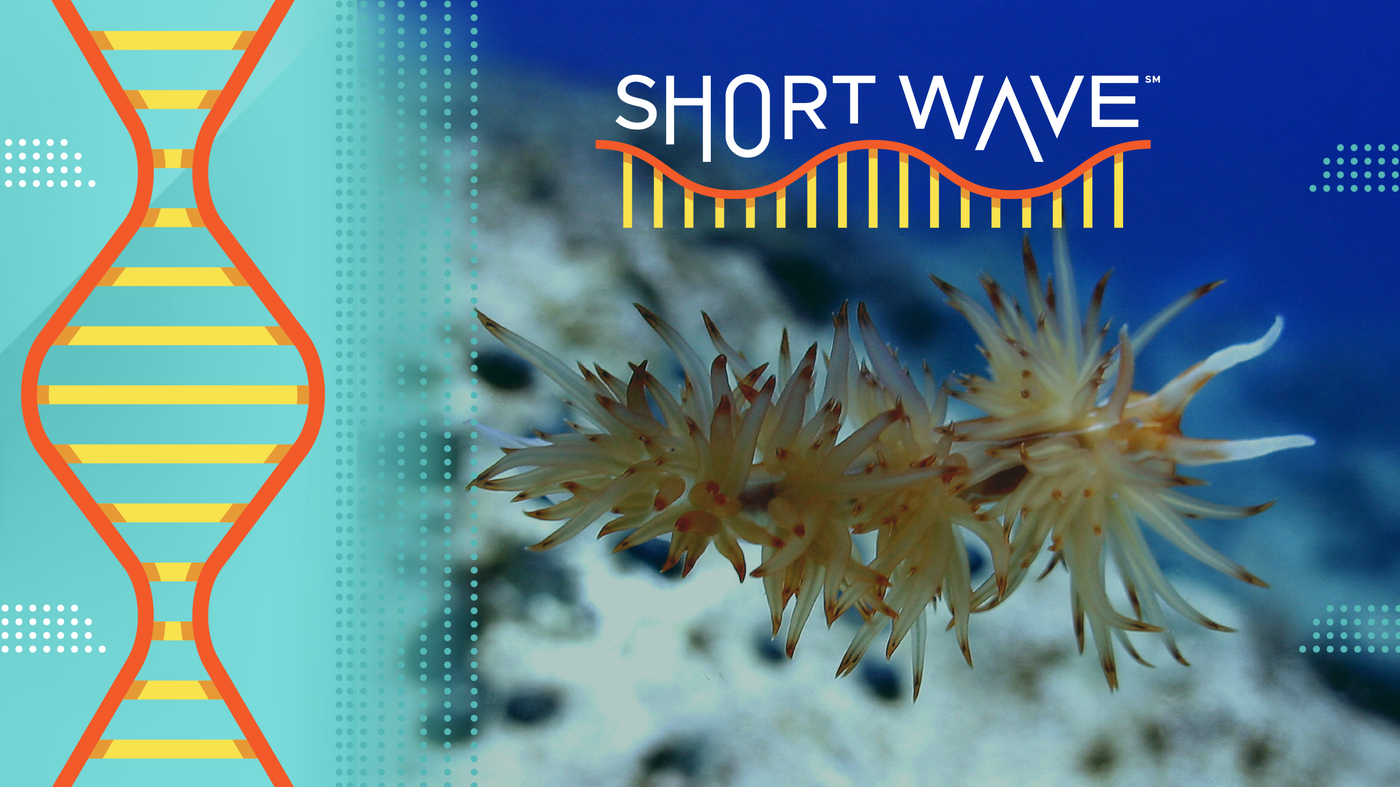 regeneration,-super-strength,-stolen-powers:-meet-sea-creatures-inspiring-research