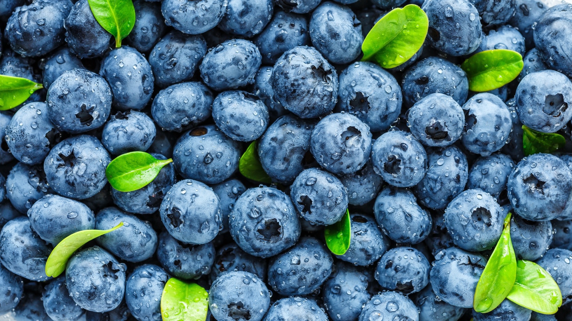 Processed blueberry bars provide polyphenols as effectively as raw fruit, research reveals