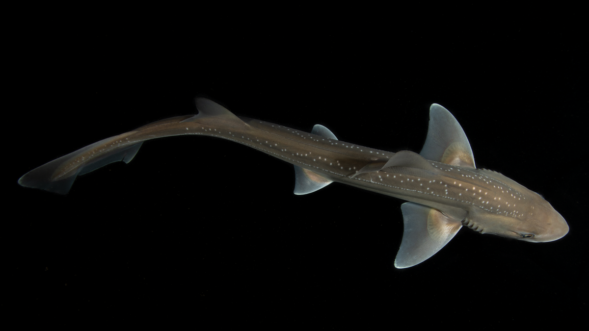 Do sharks make noises? An accidental discovery might just answer that question