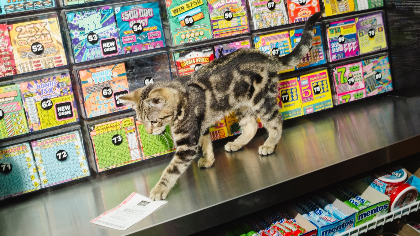 Bodega cats aren’t just cute; some in N.Y. also consider them working animals
