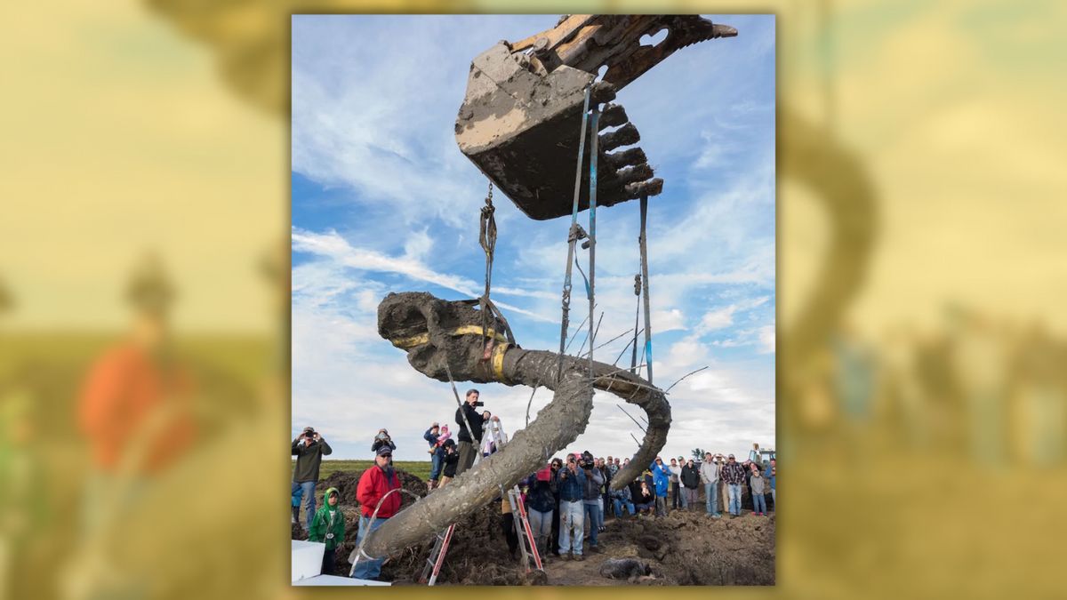 Picture shows mammoth skull unearthed in Michigan farmer’s field?