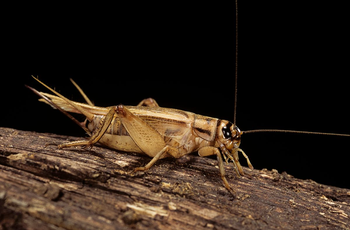 Ground Crickets Commonly Added to Foods Under the Name ‘Acheta Powder’?