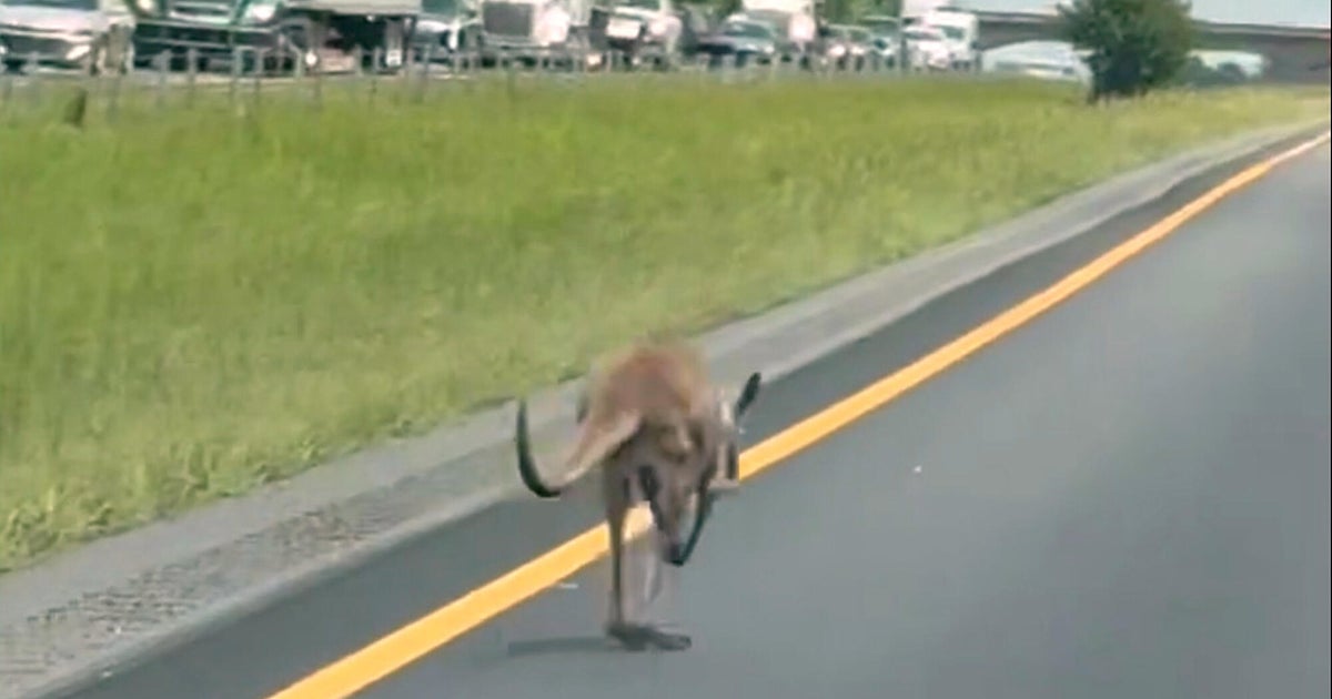 Escaped kangaroo named Sheila shuts down interstate in Alabama