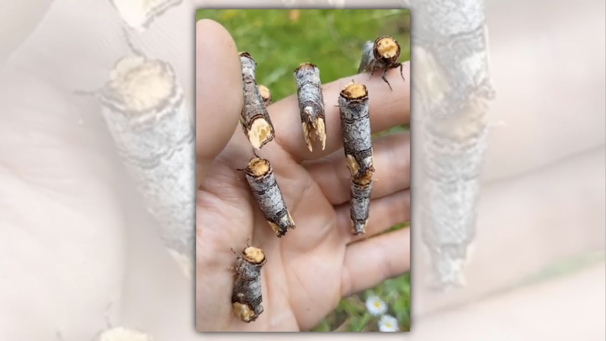 Video shows real moths convincingly disguised as twigs