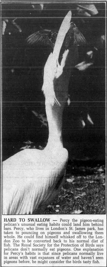 Percy the Pigeon-Eating Pelican