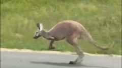 Watch: Runaway kangaroo closes stretch of Alabama interstate