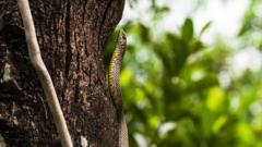 Children fall ill in India ‘after dead snake found in school meal’