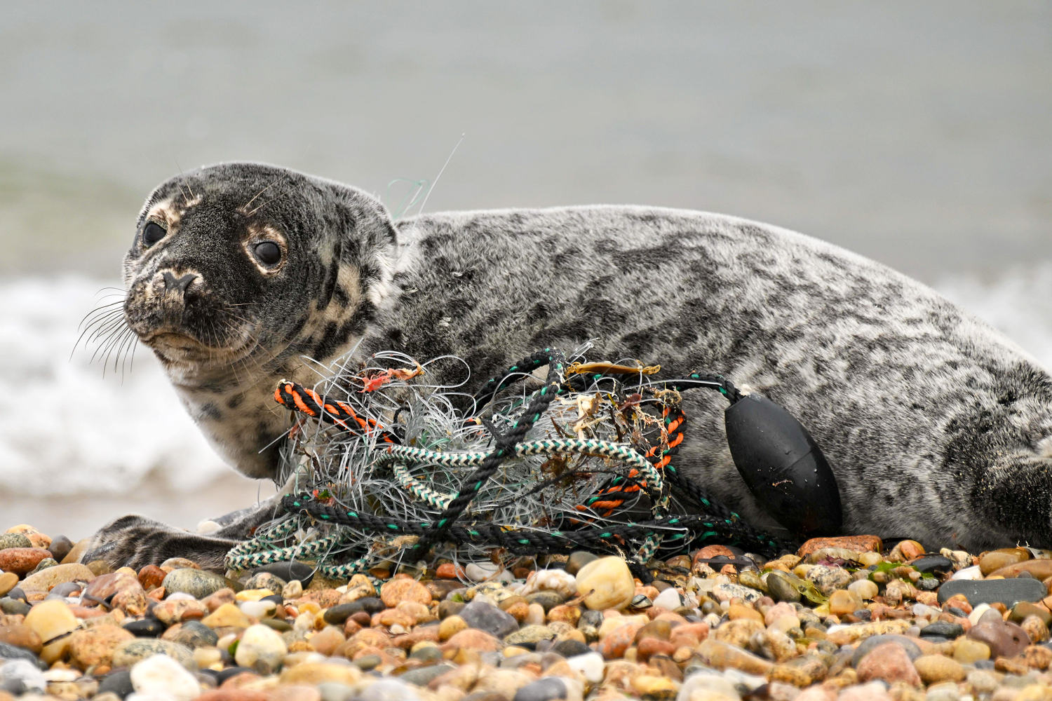 Meet the New England team working to rescue the seals