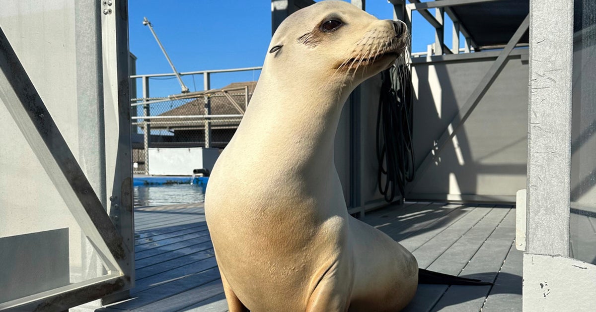Ronan The Head-Bopping Sea Lion Proves Animals Can Keep A Beat